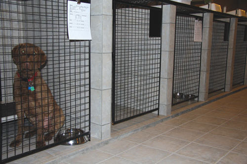 dog-kennel