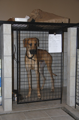 great-dane