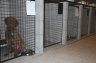 dog-kennel