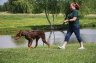 dog-walking