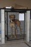 great-dane