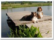 We offer dog boarding and kennel services