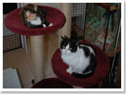 We offer cat boarding and kennel services